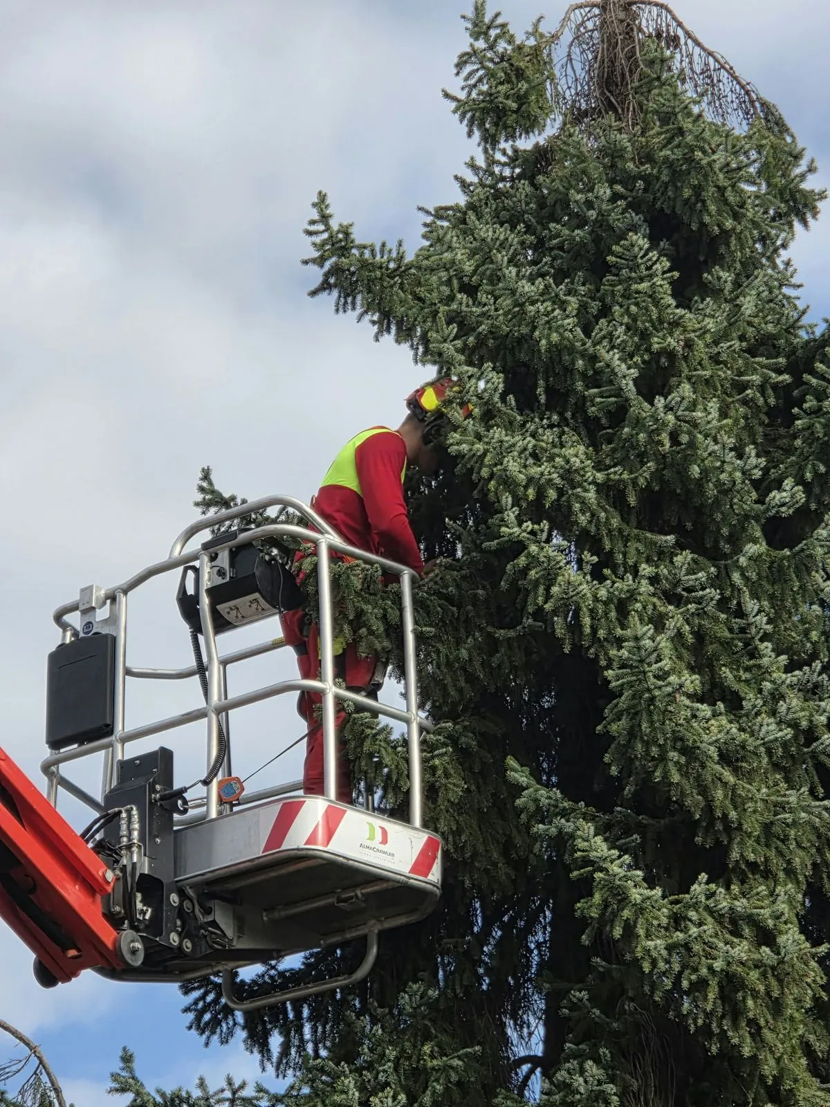 Mitarbeiter im Arbeitskorb mitten in der grünen Krone einer Fichte