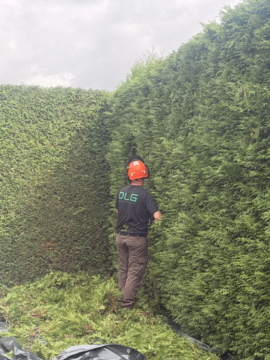 Mitarbeiter schneidet eine hohe Hecke