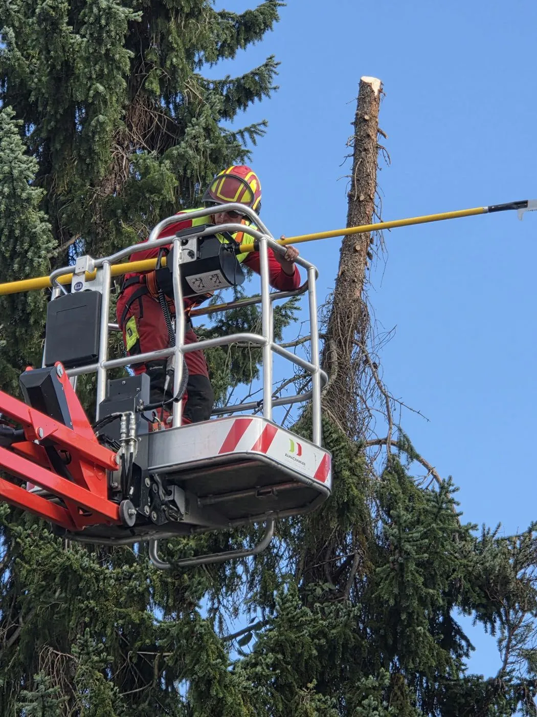 Mitarbeiter im Arbeitskorb neben dem gekappten Stamm